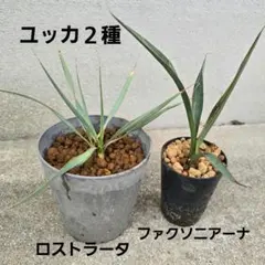 ユッカ リギダ&ロストラータ セット - メルカリ