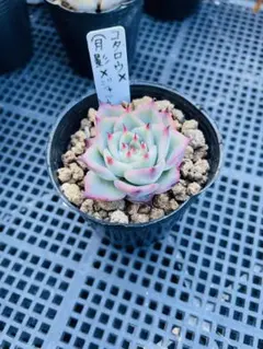 多肉植物 コタロウ ✖️ (月影 ✖️ ジャッカル)のサムネイル