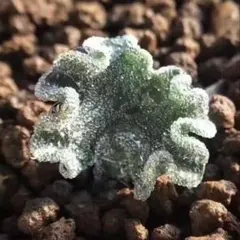 エリオスペルマム3点 2025年最新】エリオスペルマムの人気アイテム - メルカリ