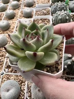 rocca様 リクエスト 3点 まとめ商品