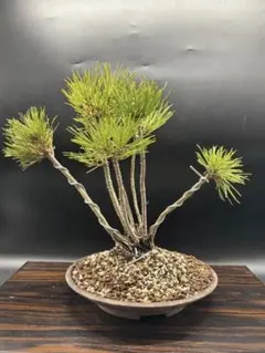 2026年最新】赤松 盆栽の人気アイテム - メルカリ