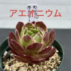 2026年最新】観葉植物 アエオニウムの人気アイテム - メルカリ