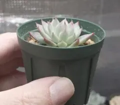 2026年最新】おらいさん苗 桜鬼の人気アイテム - メルカリ