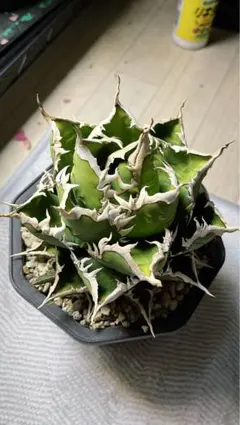 2026年最新】アガベ 親株の人気アイテム - メルカリ