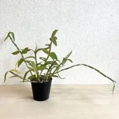 アフィラム　原種蘭　新芽5本のサムネイル