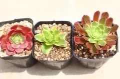 216 多肉植物 アエオニウム 抜き苗 4種セット - メルカリ