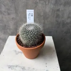 サボテン 玉翁 たまおきな 鉢ごと発送のサムネイル