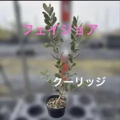 超逸品。フェイジョア クーリッジ株立ち1.3M(鉢底から)品番D - メルカリ