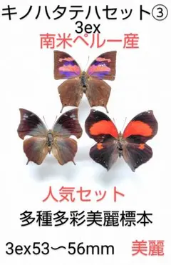 2026年最新】蝶の人気アイテム - メルカリ