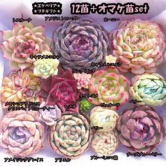 韓国苗　多肉植物　エケベリア　プチギフト　12苗＋オマケ苗　セット【PG32】