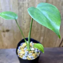 観葉植物 モンステラデリシオーサ 抜き苗のサムネイル