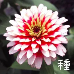 ジニア スィズル チェリー＆アイボリー 種