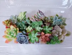 【期間限定】多肉植物 カット苗 詰め合わせ ④