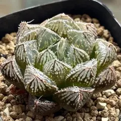 rinaju様 リクエスト 2点 まとめ商品+宅配