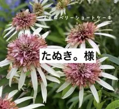 プロテア ピンクシー 希少 オージープランツ ネイティブプランツ