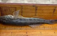 Item thumbnail for item 85dbdb71-5b54-44ed-b486-4dc888ae8fbf