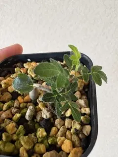 にわねこ@次回発送予定 8/15(金)様 リクエスト 2点 まとめ商品