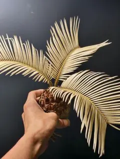 2025年最新】ソテツ 斑入りの人気アイテム - メルカリ