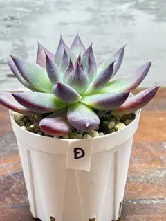 2025年最新】アテマハック 多肉の人気アイテム - メルカリ