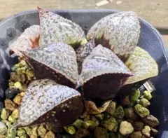 show3110様 リクエスト 2点 まとめ商品