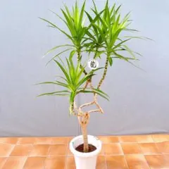 現品　ドナセナ　コンシンネ　ナビー　龍　曲がり　28番　ドラセナ龍　観葉植物 現品 ドナセナ コンシンネ ナビー 龍 曲がり 28番 ドラセナ龍 観葉植物