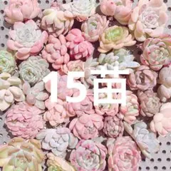 限定‼︎ 特売品‼︎ 多肉植物　韓国苗　15苗詰め合わせ！