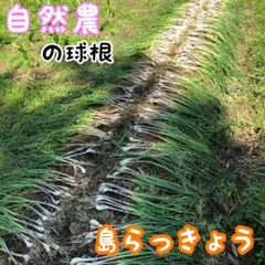 샬롯 샬롯, 전구 50개, 천연 재배, 네코포수 배송