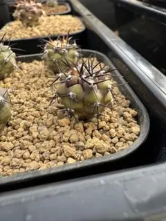 2025年最新】黒王丸 実生の人気アイテム - メルカリ