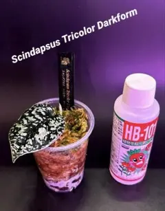 2026年最新】スキンダプサス トリカラーの人気アイテム - メルカリ