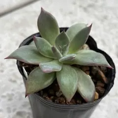 2025年最新】サボテン相談室 紫式部 多肉の人気アイテム - メルカリ