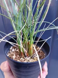 2025年最新】ダシリリオン ミキワネンシスの人気アイテム - メルカリ