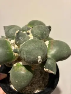 小疣美形株】アロンソイ /サボテン 塊根植物 - メルカリ