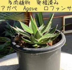 アガベ・ロファンサ(スプレンディダ) （Agave lophantha） 発根済 アガベ・ロファンサ(スプレンディダ) （Agave lophantha） 発根済
