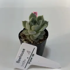 クリスタル×A② Beehouse 小苗　抜き苗　札なし　多肉植物　エケベリアのサムネイル