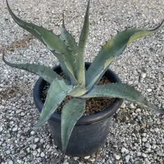 アガベ モンタナ　即戦力株 アガベ モンタナ | GREEN LUCK