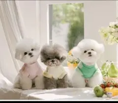 TODLEY 韓国犬服 Gelato cool top トップス ピンクのサムネイル