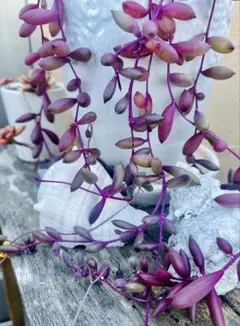 ルビーネックレス ドルフィン ネックレス系2種セダムセット　寄せ植え　オマケ付き