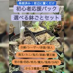 【初心者応援パック】発根済選べる3株セット、鉢ごと発送！