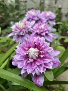 2026年最新】クレマチス 苗 這沢の人気アイテム - メルカリ