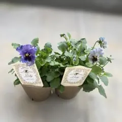 【ビオラレディ】フリル強め⑤⑥【第4種郵便】 2025年最新】ビオラ レディの人気アイテム - メルカリ