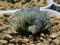 T*y様 ハオルチア オブツーサ錦 【水中月錦】 2-3