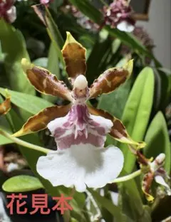 2025年最新】洋蘭の人気アイテム - メルカリ