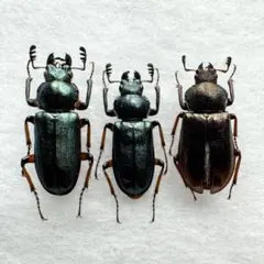 2025年最新】ルリクワガタの人気アイテム - メルカリ