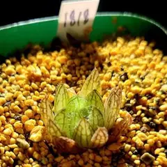 1818 ◎ジェリーメッシュ 兄弟多肉植物 ハオルチア アロエのサムネイル