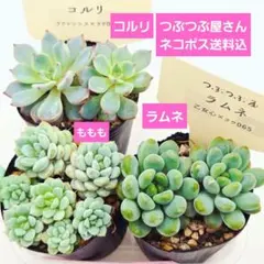 2026年最新】つぶつぶ屋 もももの人気アイテム - メルカリ