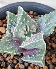 レア✨フォーカリア　鯨皮　抜き苗 2025年最新】フォーカリアの人気アイテム - メルカリ