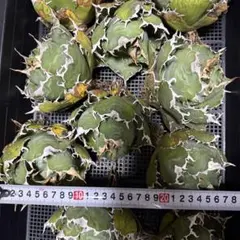 スーパー白鯨 大株 1株 アガベ チタノタのサムネイル