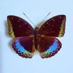 蛾標本。バリ島のヨナグニサン。 - メルカリ