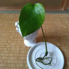 白斑入り 実生/抜き苗 クロヨナ クロユーナ マメ科 常緑樹木 植物園芸