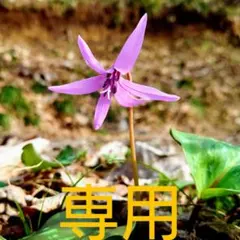 ニャン太郎様　専用